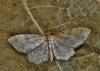 Idaea fuscovenosa